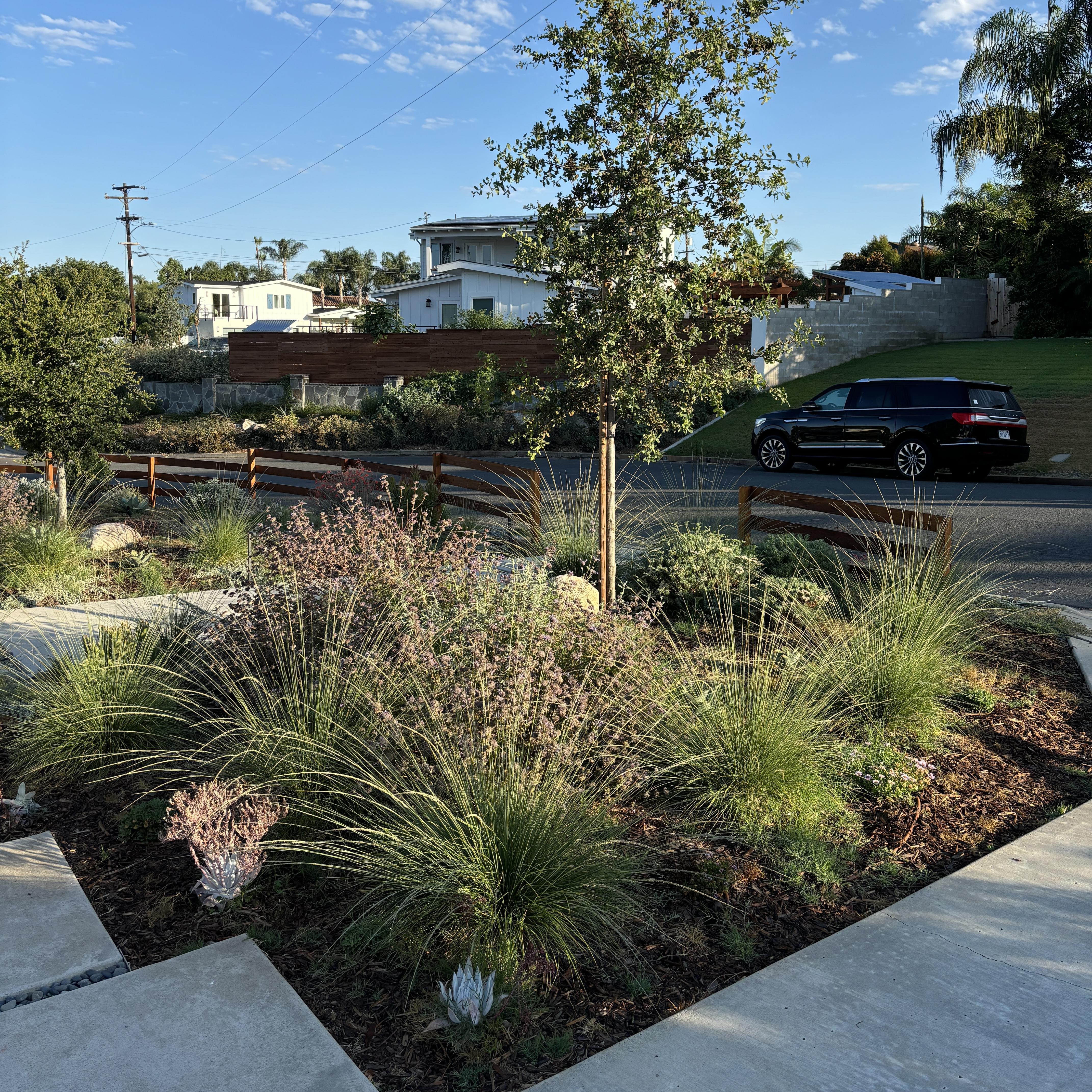 Soft native grasses and a young tree in a well-mulched garden bed.