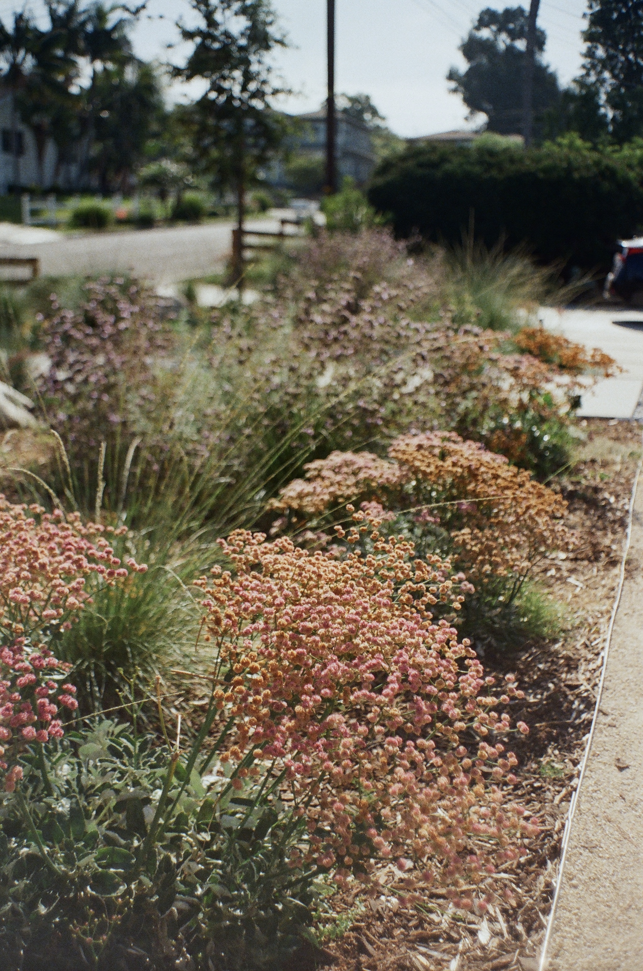 Residential front yard covered in native grasses and shrubs.