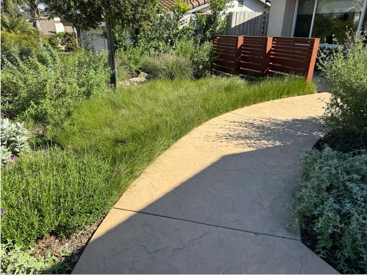Low-angle shot of a walkway bordered by wispy native grasses.