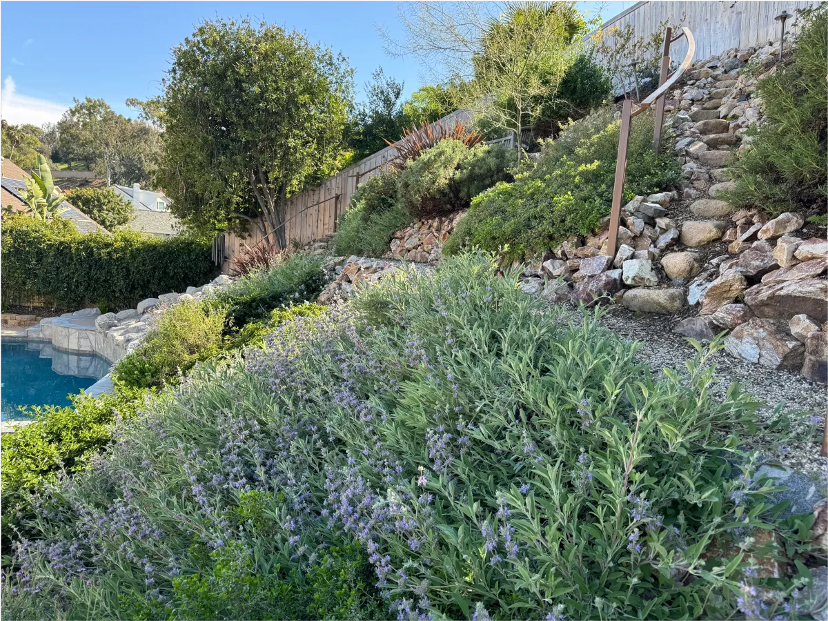 Dense hillside planting of silver and green native shrubs.