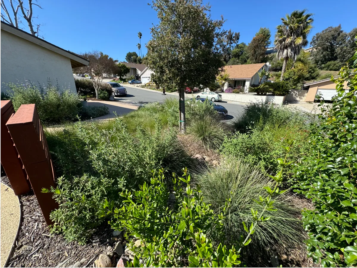 Native trees and shrubs lining a residential sidewalk.