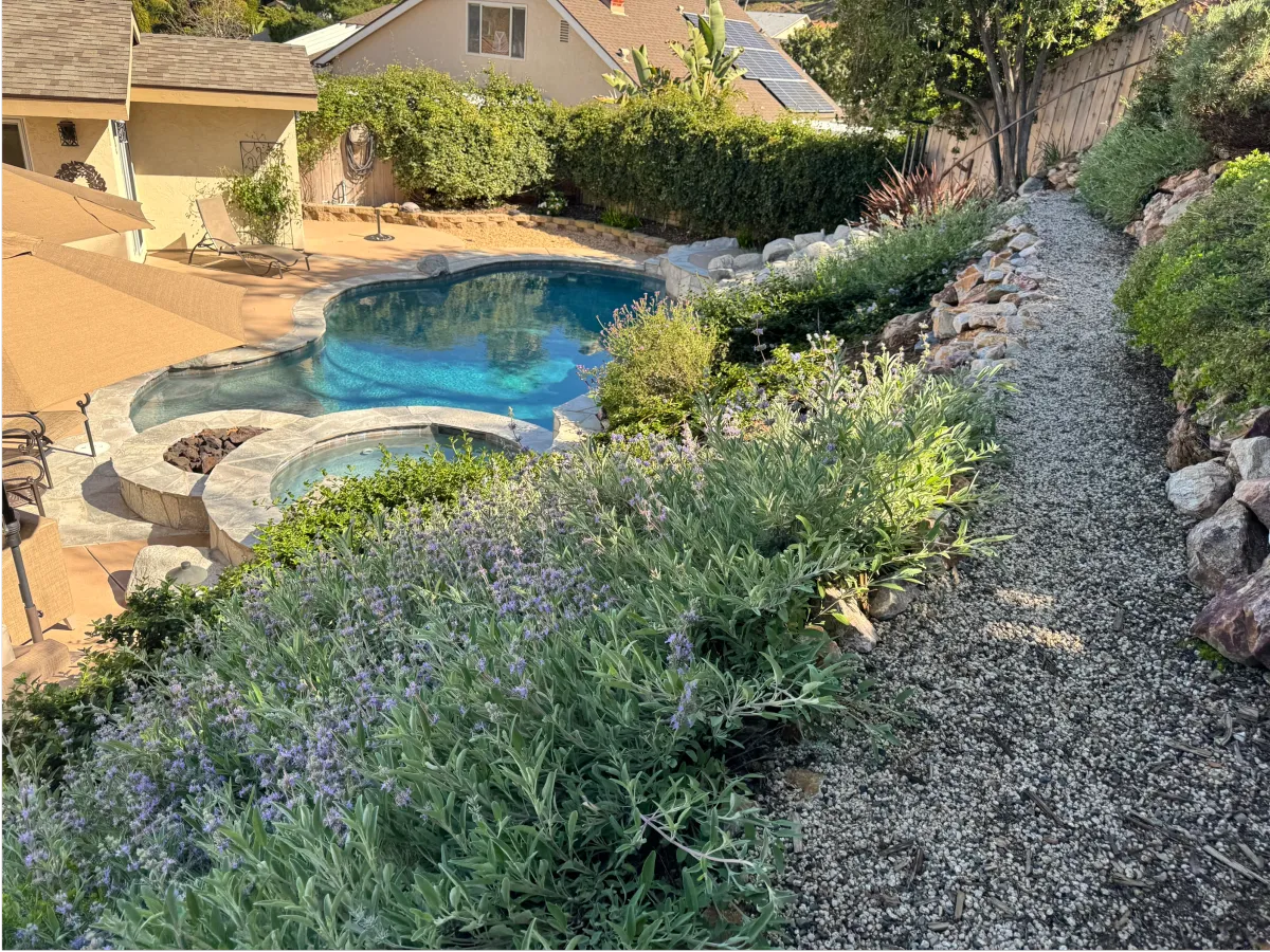 Luxury swimming pool bordered by native grasses and flowering shrubs.