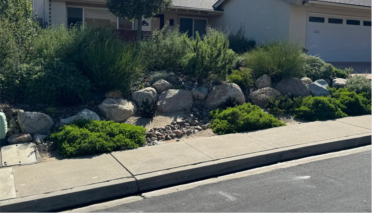 Lush green native garden beds along a paved driveway.