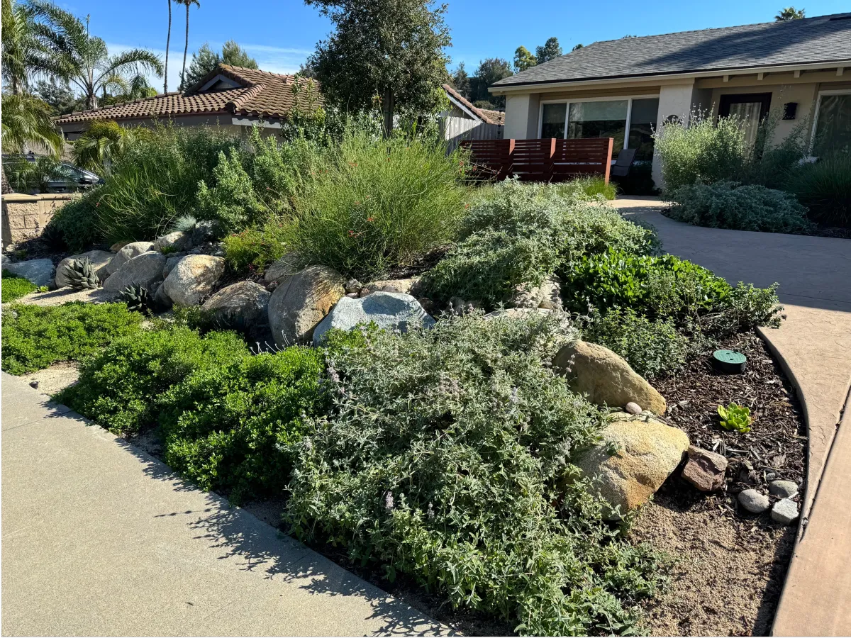 Large landscape boulders nestled among low-growing native grasses.