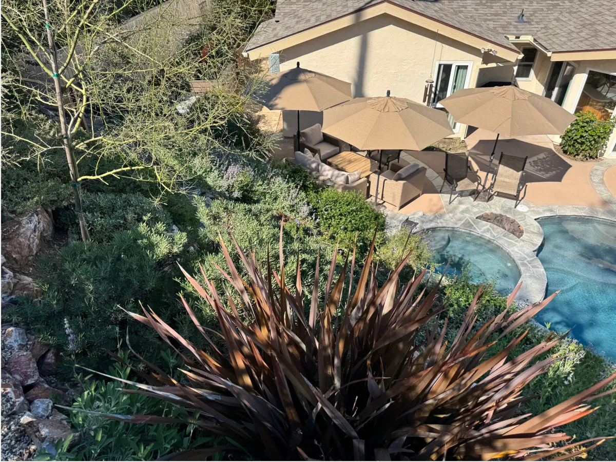 Elevated view of a backyard featuring a pool and native garden beds..