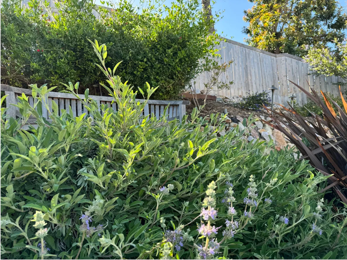 Tall green native shrubs planted along a wooden fence line.