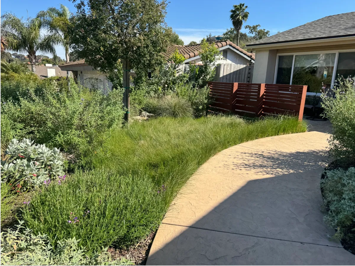Field of soft green native grasses next to a modern fence.