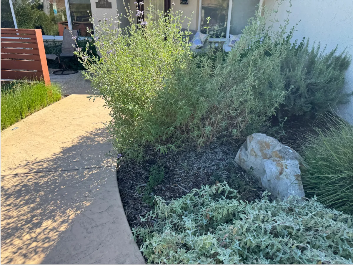 Concrete garden path cutting through a meadow of native grasses.