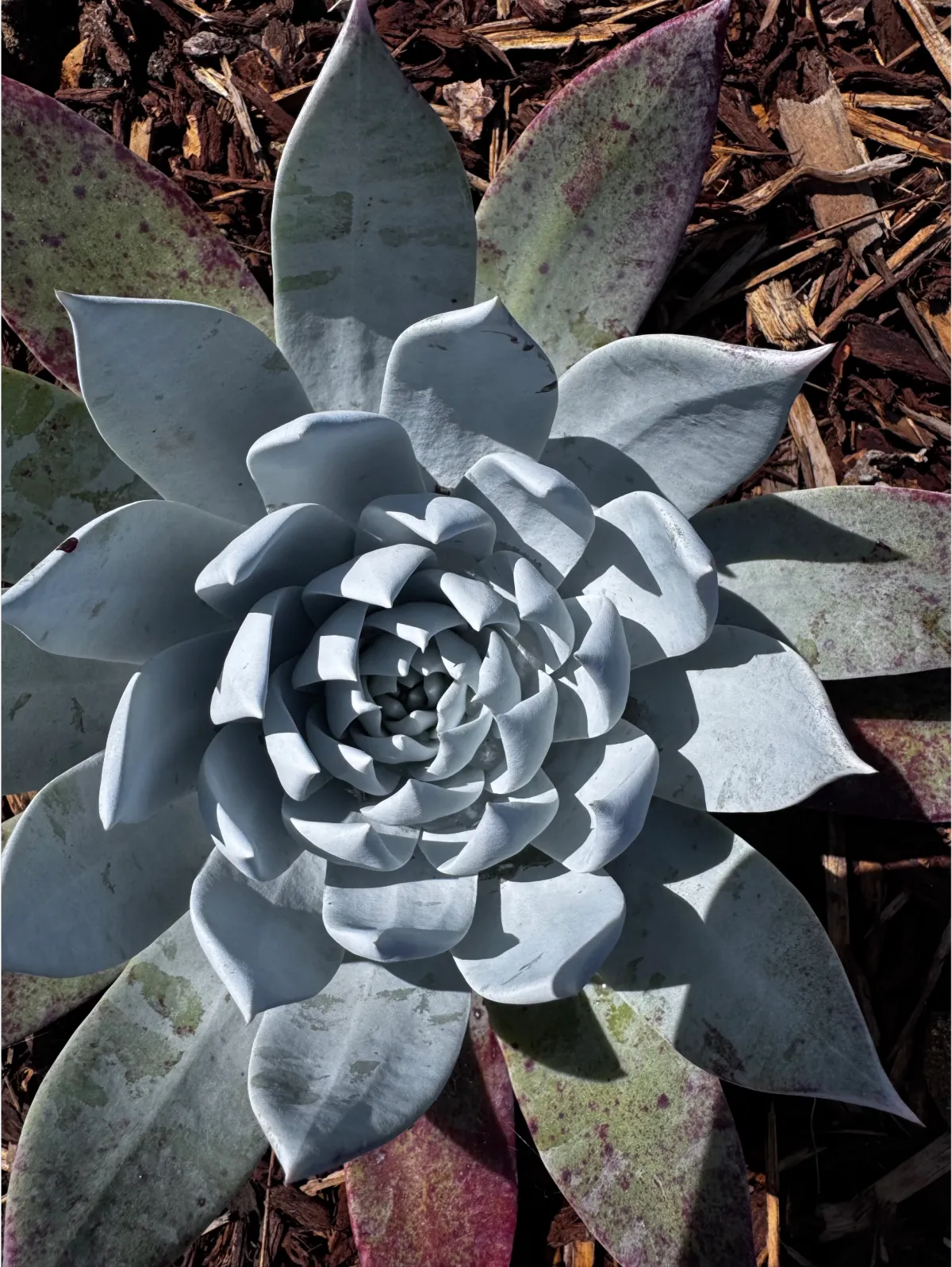 Large blue agave and sculptural succulents in a decorative river rock garden bed.