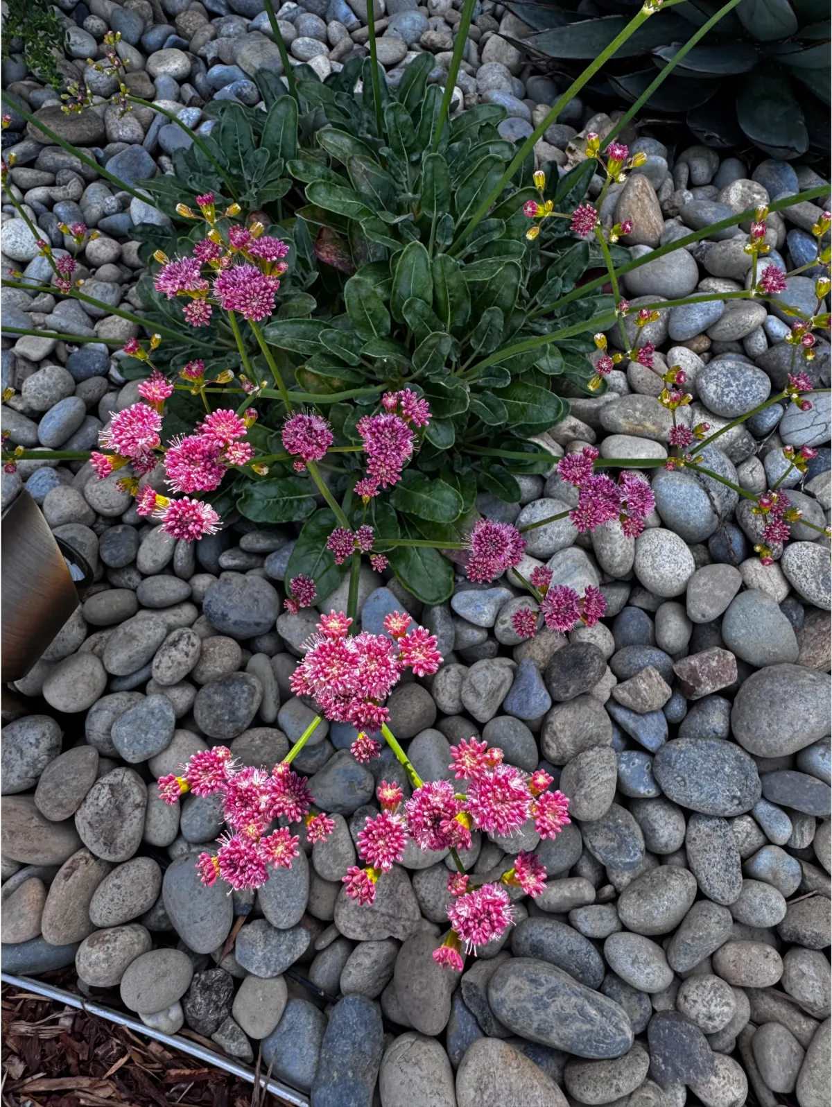 Close-up of pink flowering native plants in a mulched coastal garden bed.