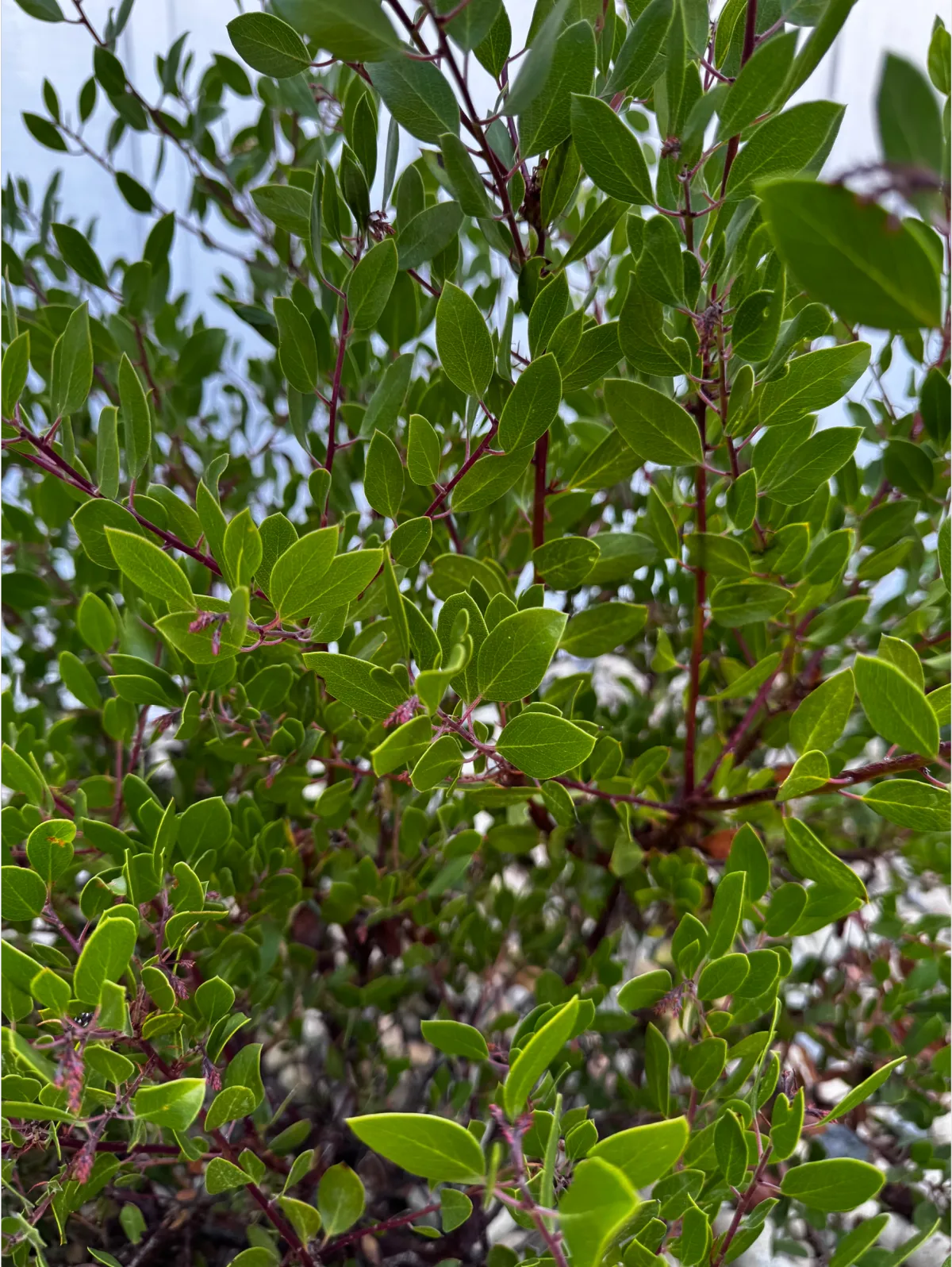 Dense green native garden bed with varied leaf textures and mulch.