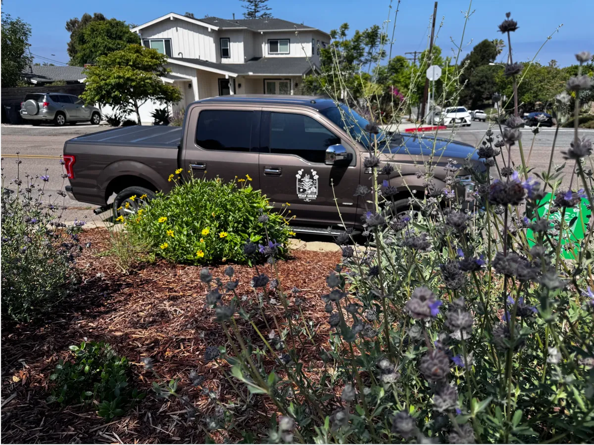 Street-side view of a modern house with a lush native plant garden.