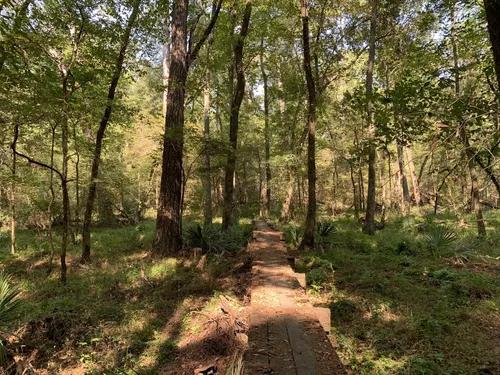Exploring Sam Houston National Forest Near Lake Conroe (2026 Guide)