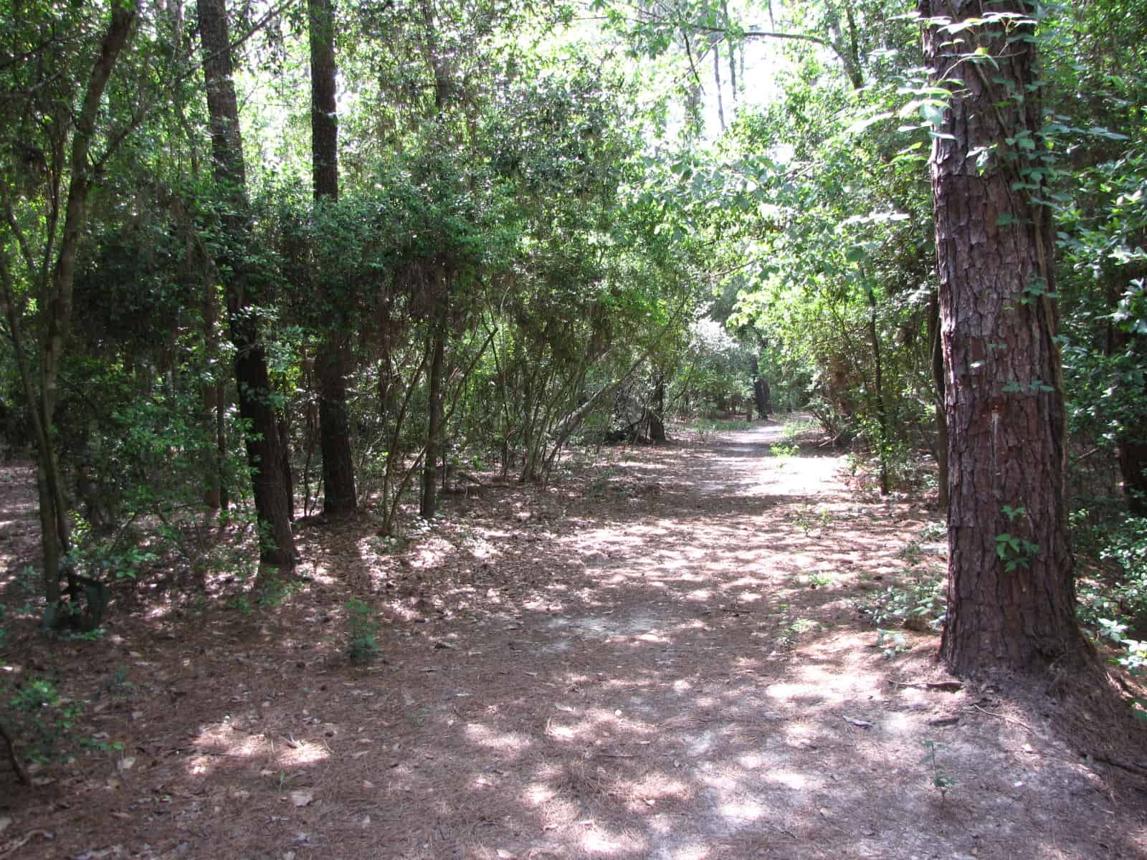A Local Guide to Telge Park in Cypress, TX (2026 Guide)