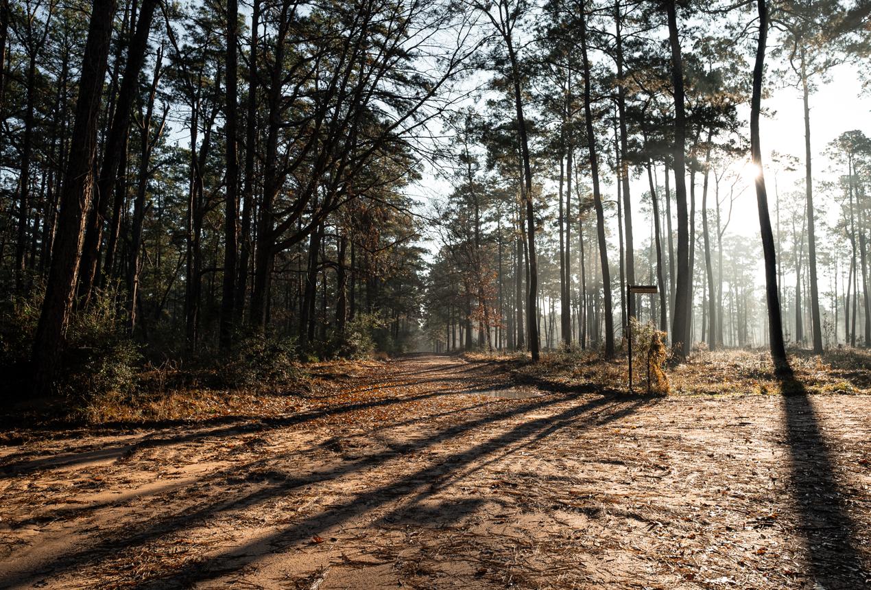 A Local Guide to W.G. Jones State Forest Near Lake Conroe (2026 Guide)