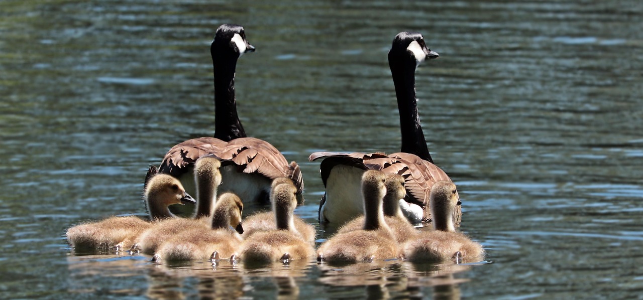 Should You Leave Your Kids an IRA, Roth IRA, or Brokerage Account?