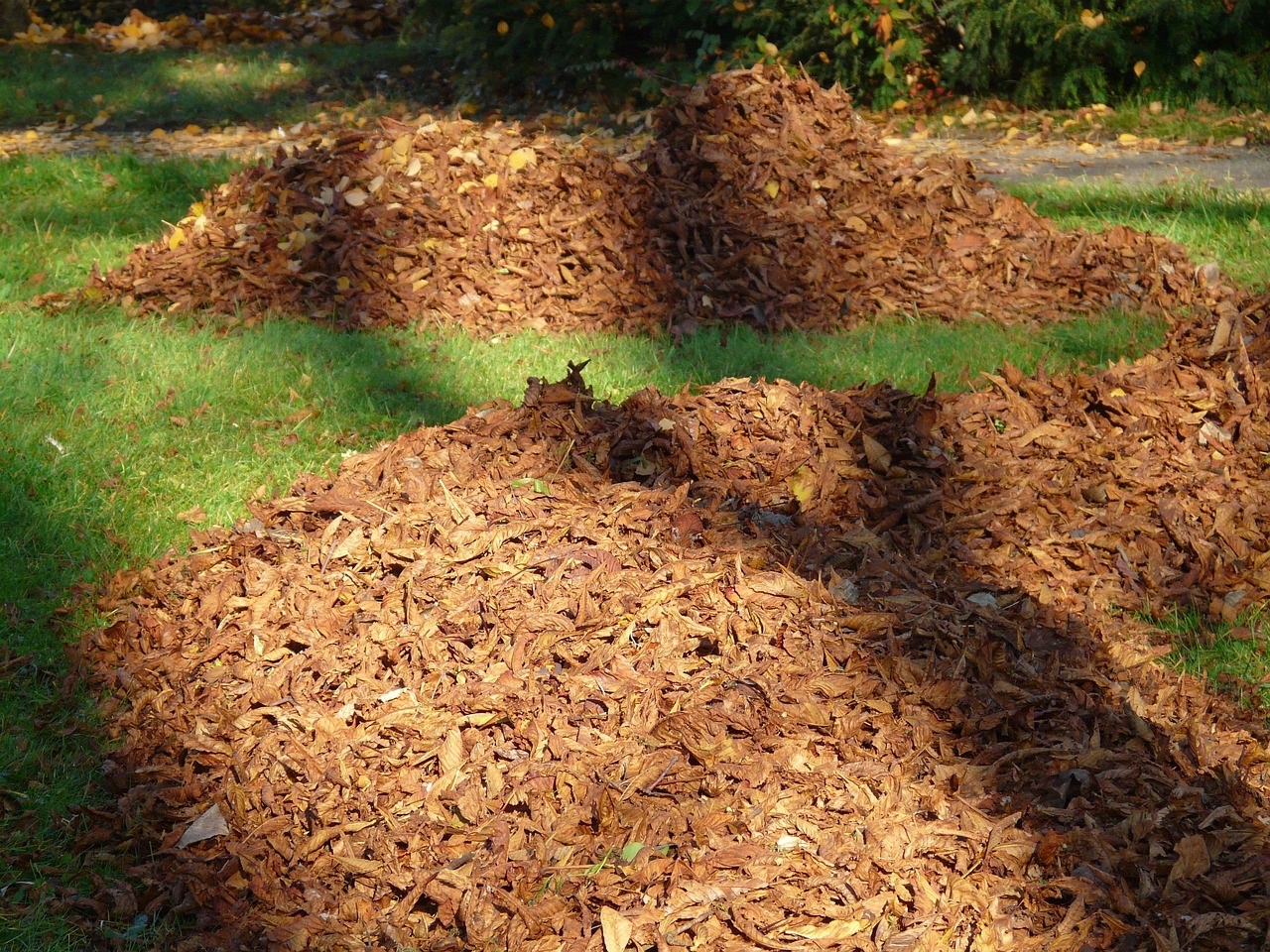 Yard Debris Pickup & Removal