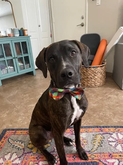 Finn our Paws-itiityOfficer