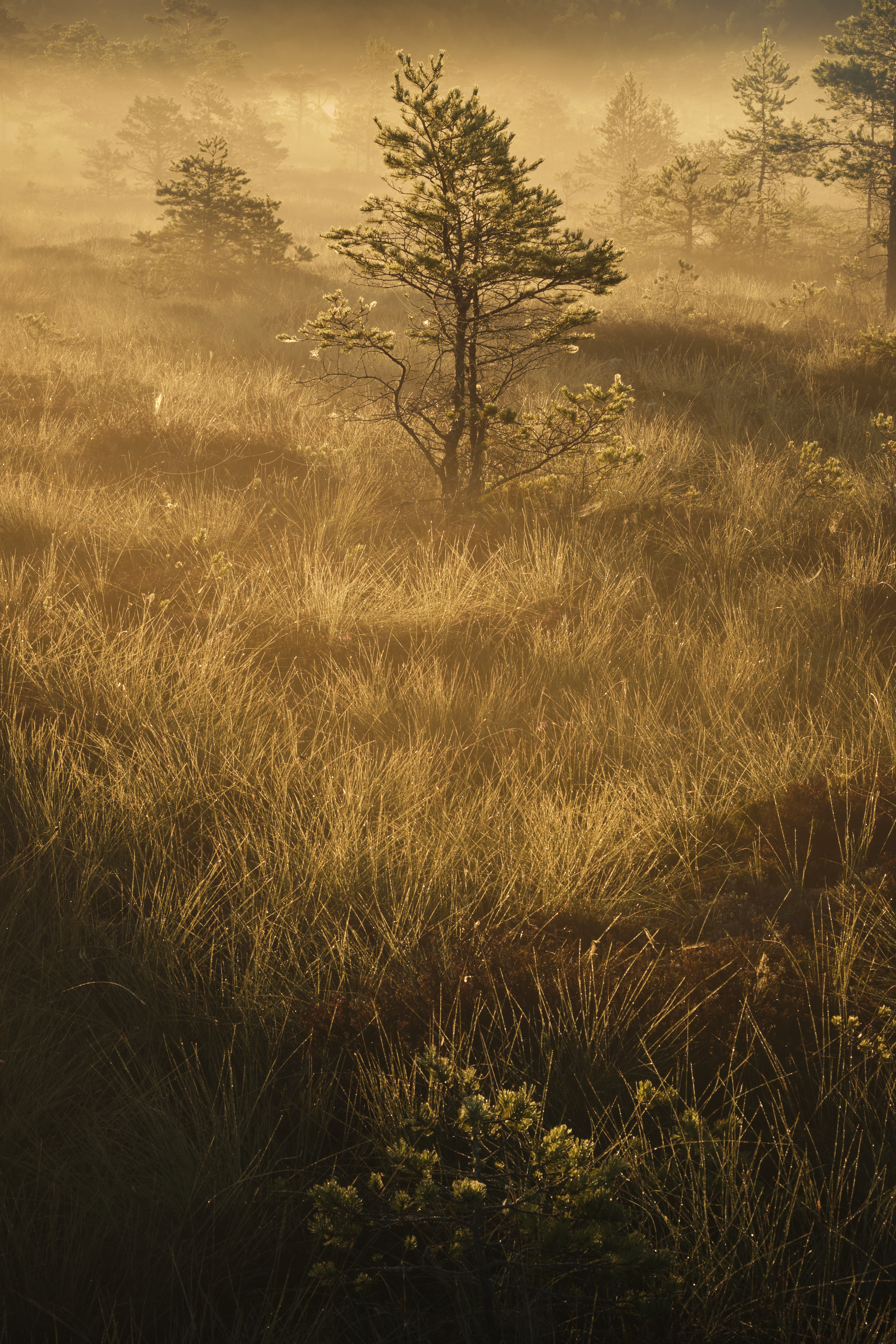 Minimalist graphic representing an unedited RAW file landscape