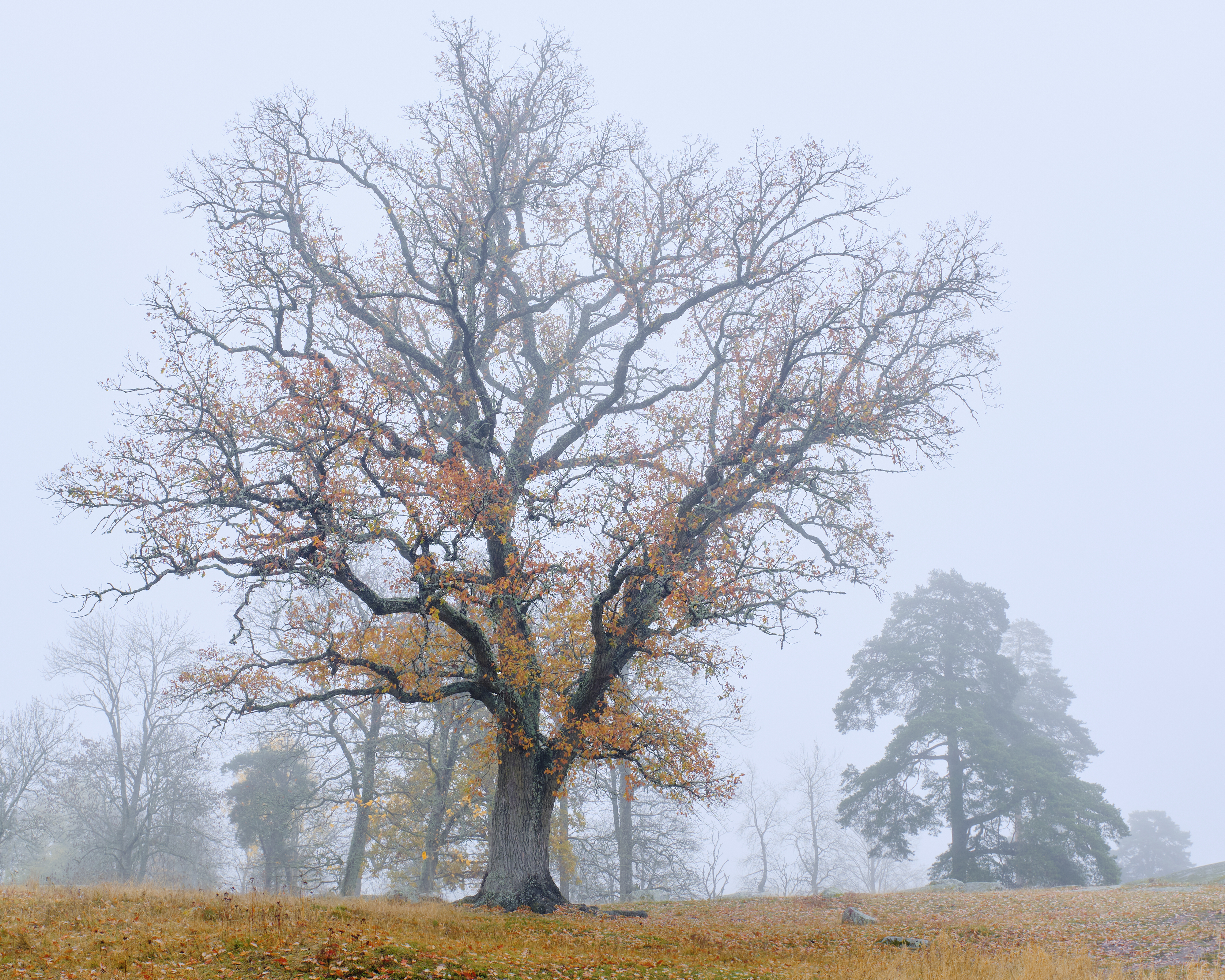 A minimalist, high-end editorial workspace showing a landscape photograph being edited