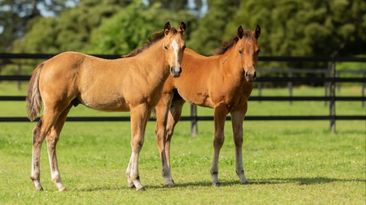 Equine Supplements, Backed by the Power of Scientific Research