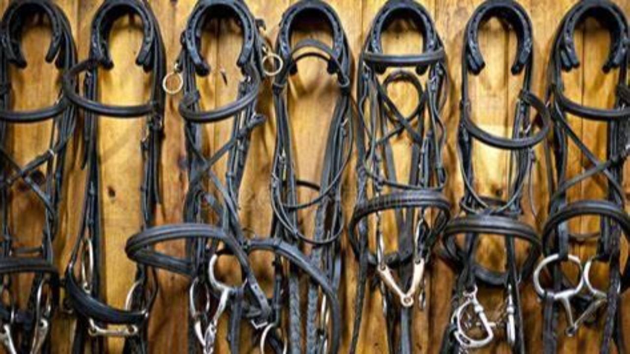 Getting Bridle Fit Right