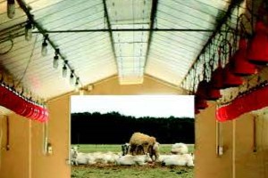 Vertical Roof Carport