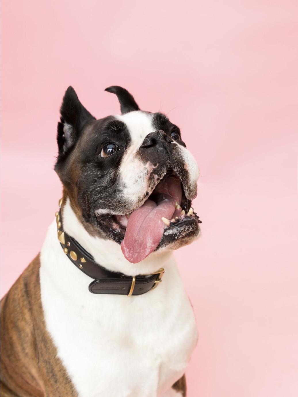 dog with tongue sticking out