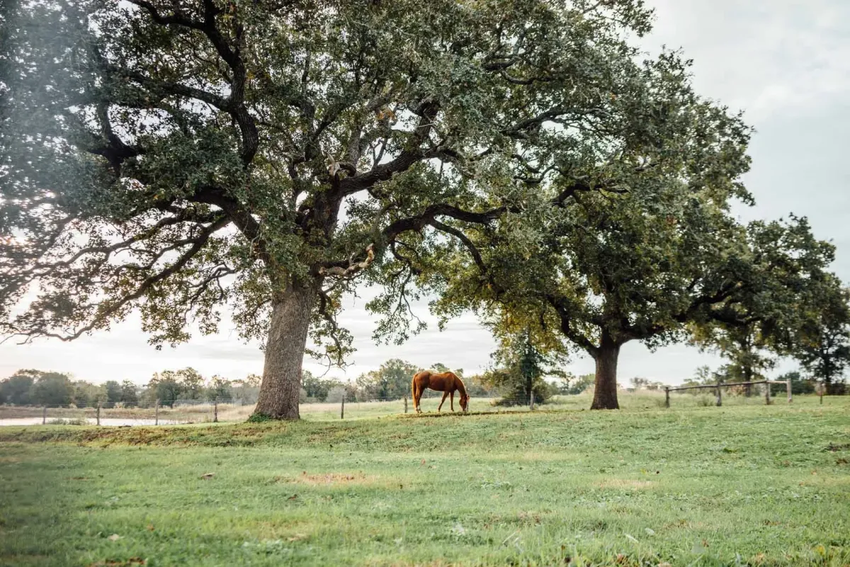 horse grazing