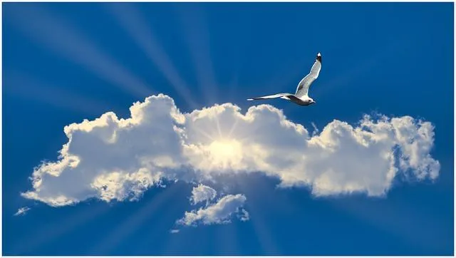 Blue sky, clouds, seagull, and sunburst — symbols of freedom
