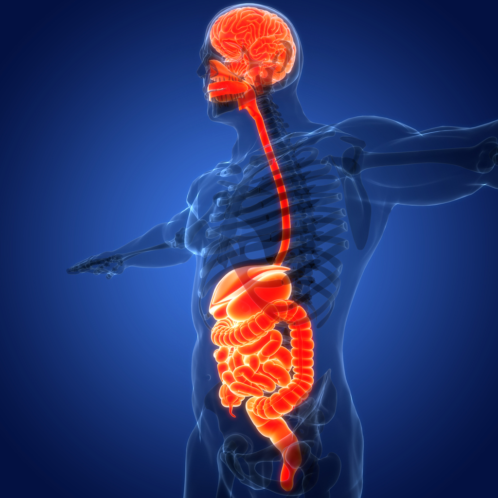 Medical illustration of the gut-brain axis showing vagus nerve connection between brain and digestive system related to IBS treatment.
