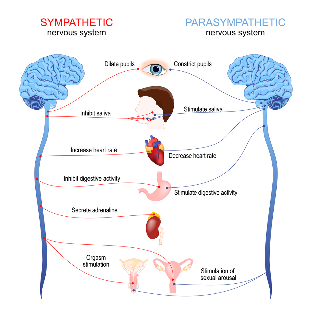 A medical illustration of the sympathetic and parasympathetic nervous system for hypnotic shift blog