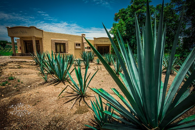 Taking A Day Trip From Puerto Vallarta To Tequila? Here’s What You Need To Know