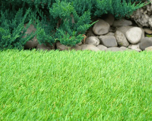 Artificial Turf in Riverside