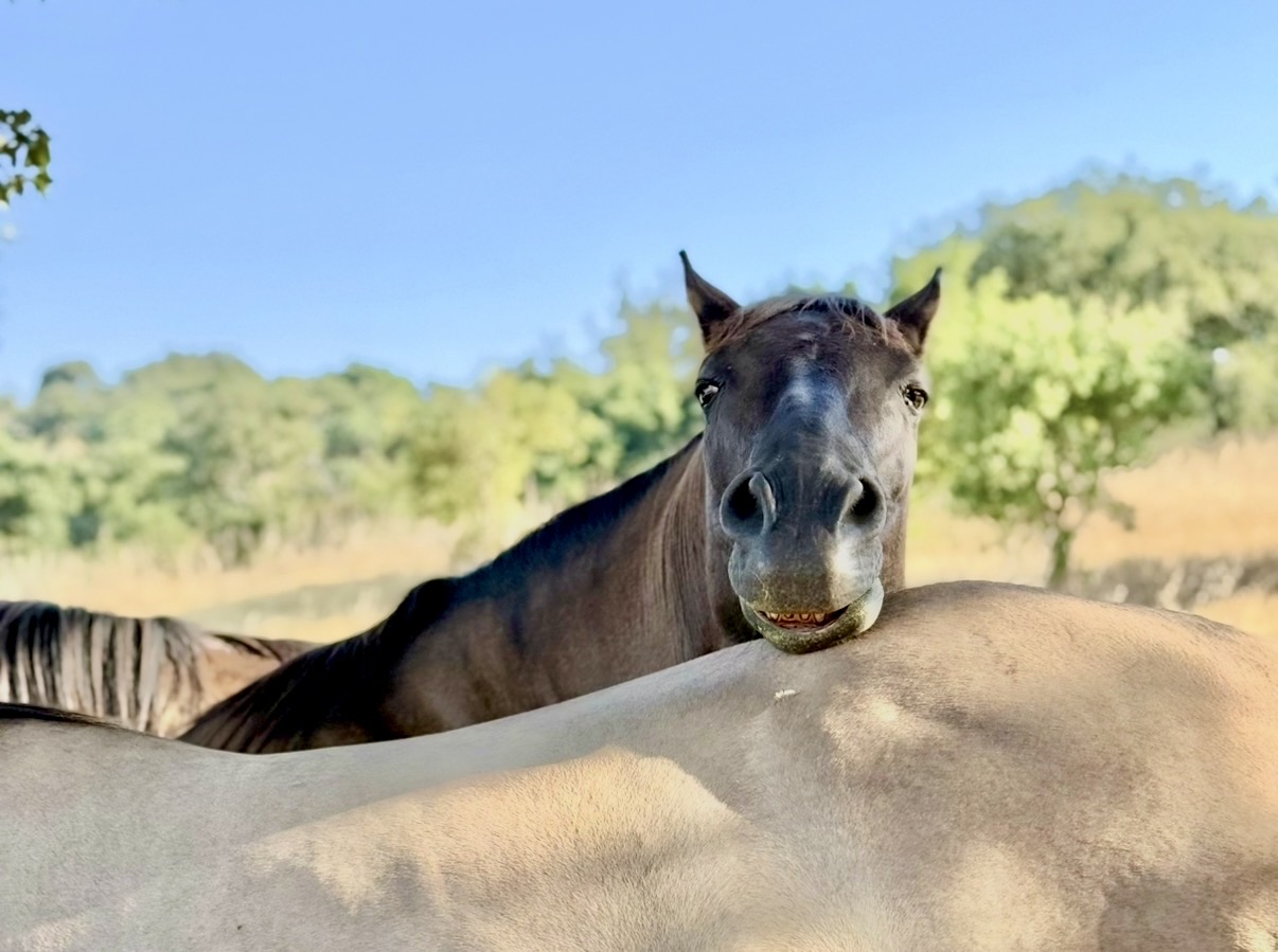 Can you be experienced with horses and still not understand them?