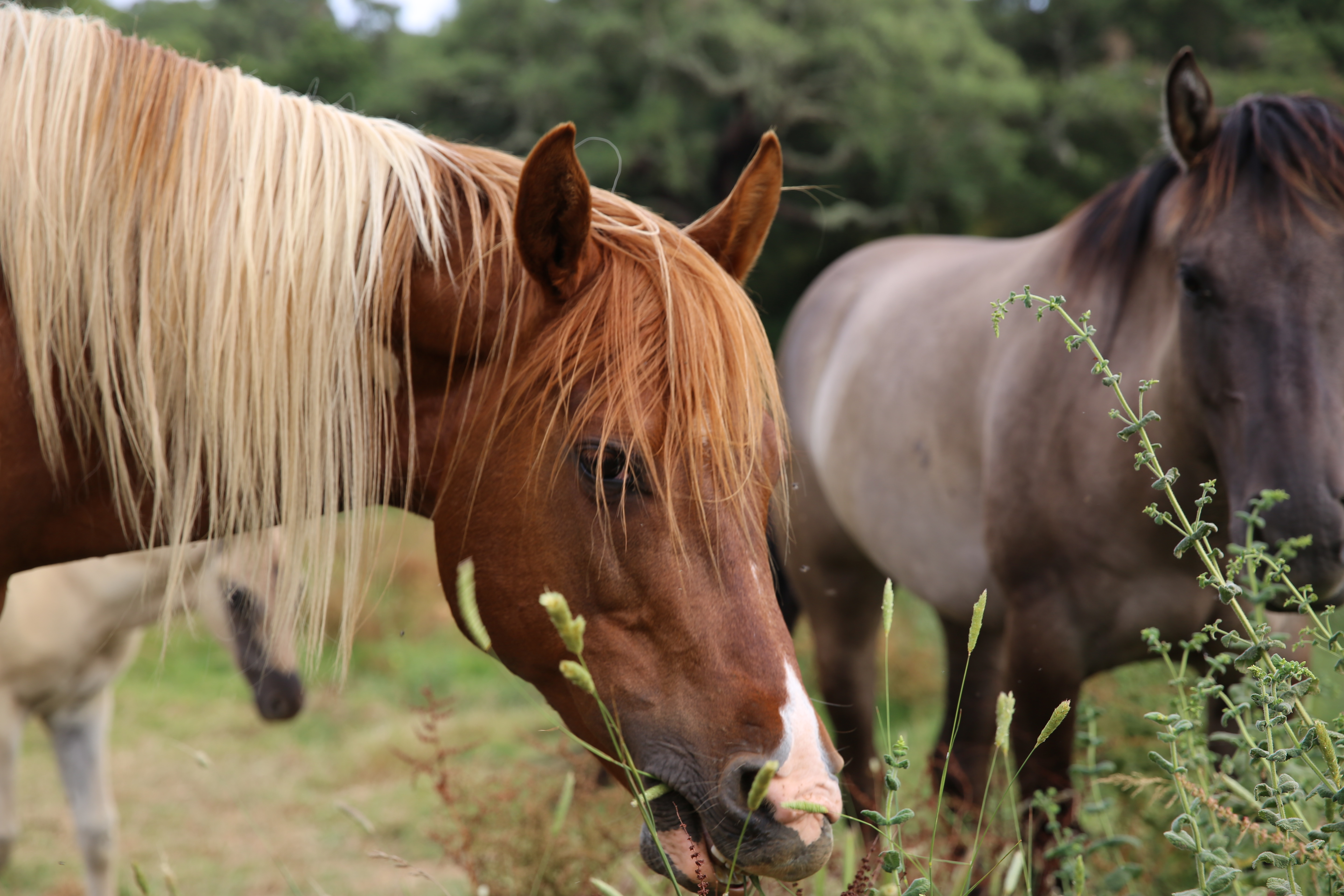 What Horses Know About Grief