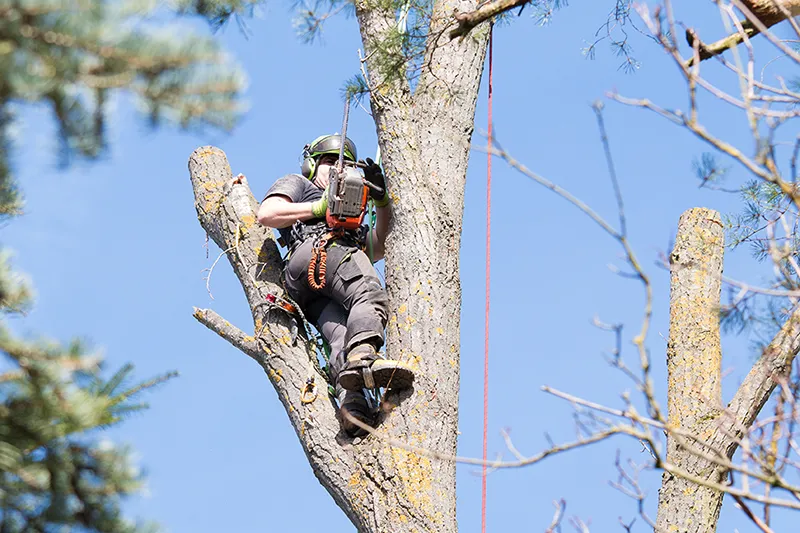 tree service mobile al