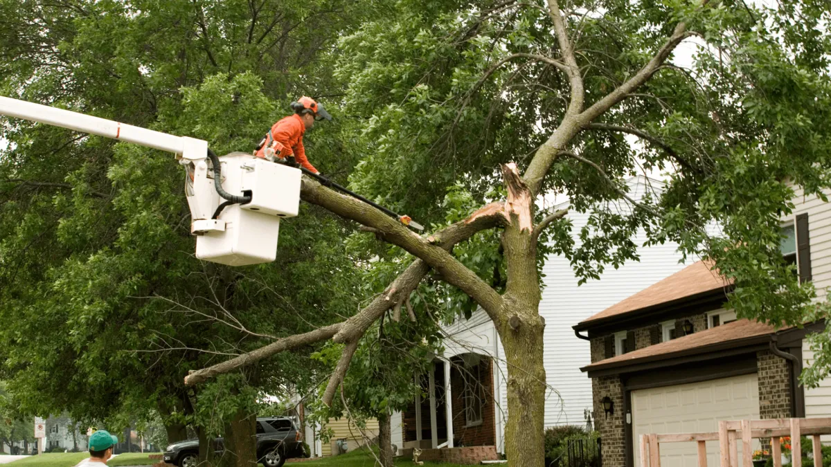 Tree Emergency