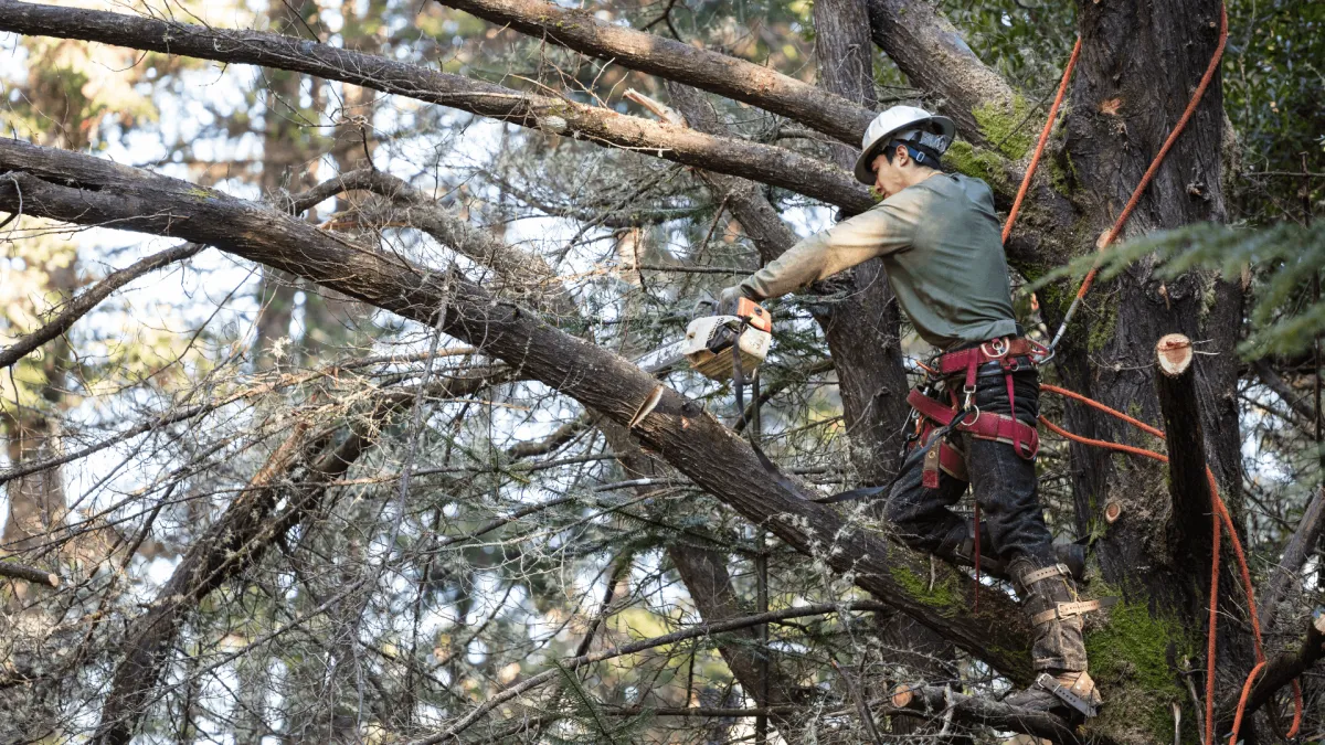 Tree Trmming