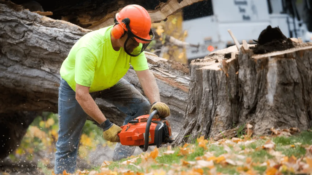 Tree Removal