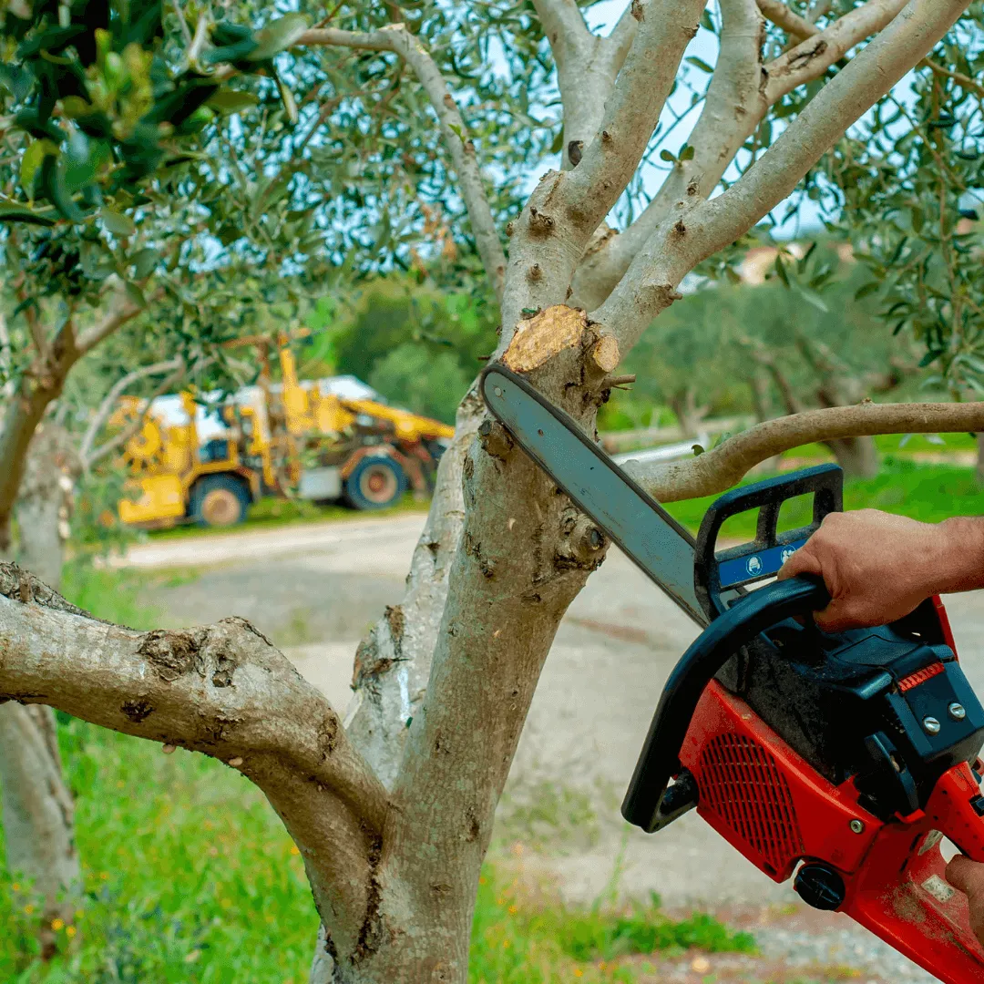 Tree Pruning