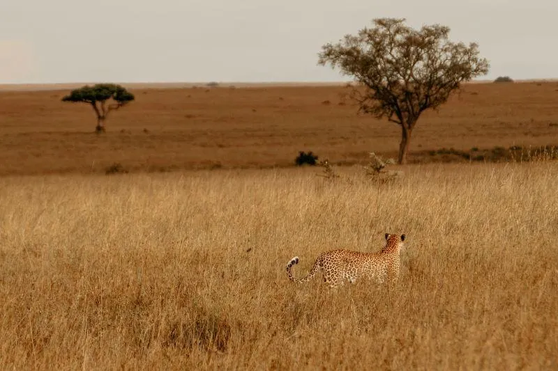 Cheetah image on Krav Maga LKN site showing how predators select prey—like human attackers do.