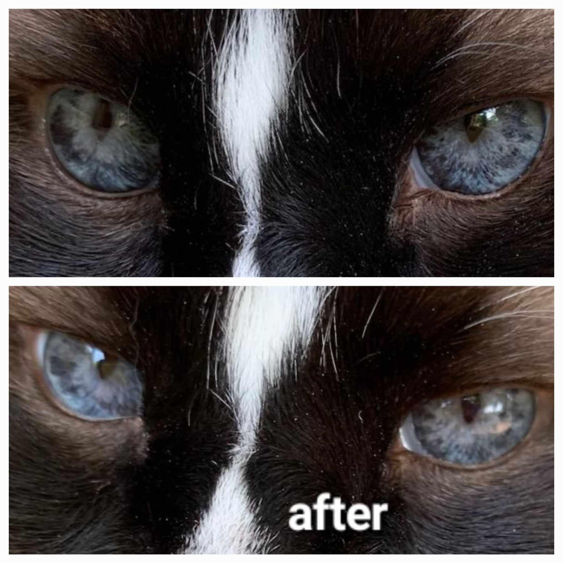 Photos of cats eyes before and after