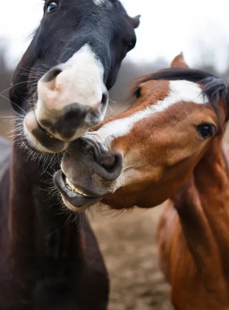 Cute horses