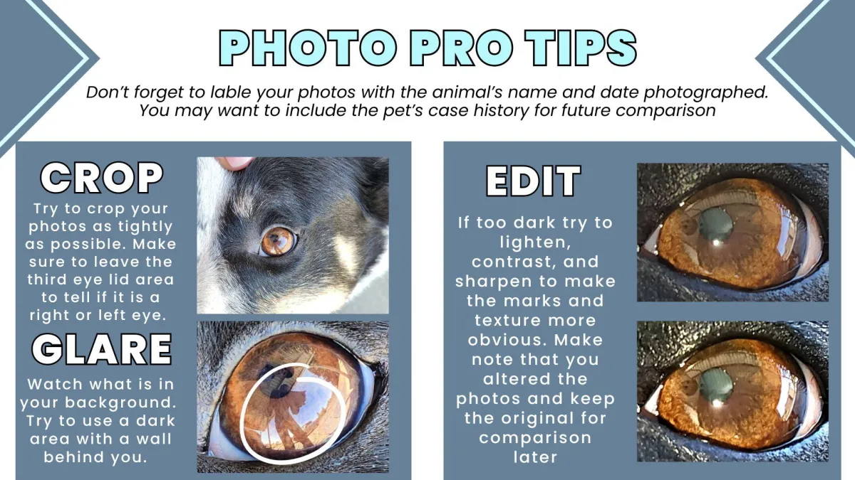 Right click to download Pro Tips