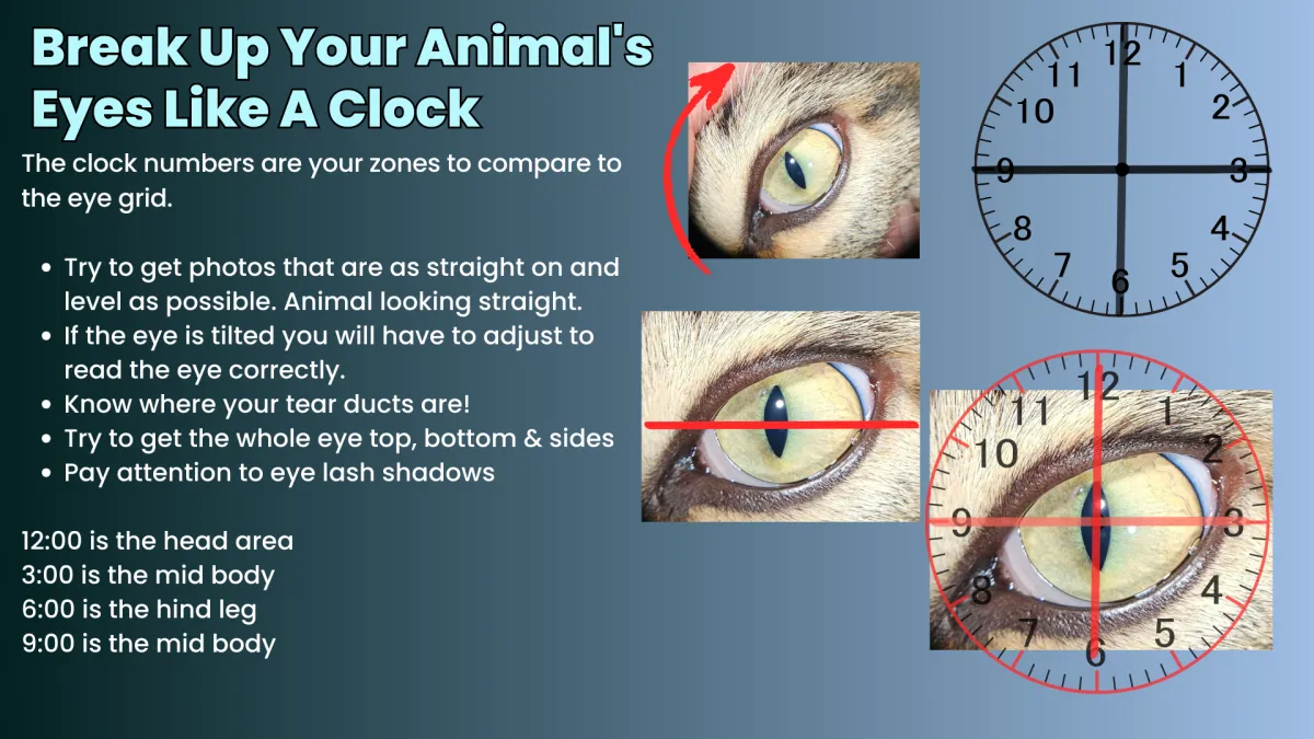 Right click to download How to center your horse’s eyes