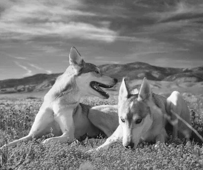 2 dogs that resemble wolves