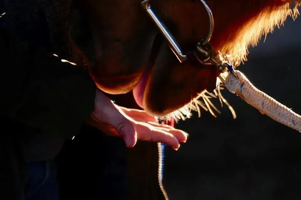 Horse kissing person's hand