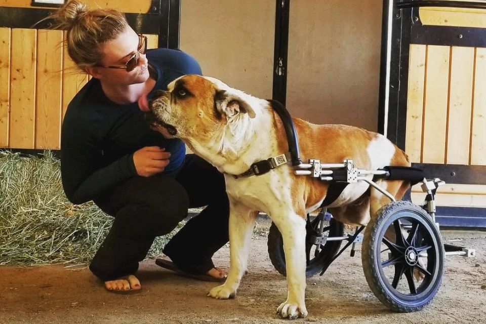 Maddi and disabled dog named Dude - dog is in a wheelchair