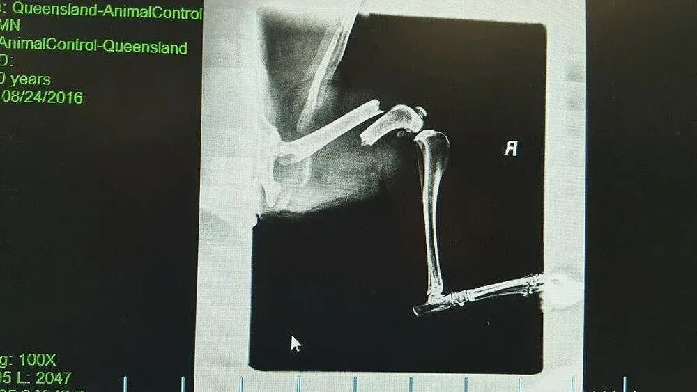 Broken femur of abused dog - xray